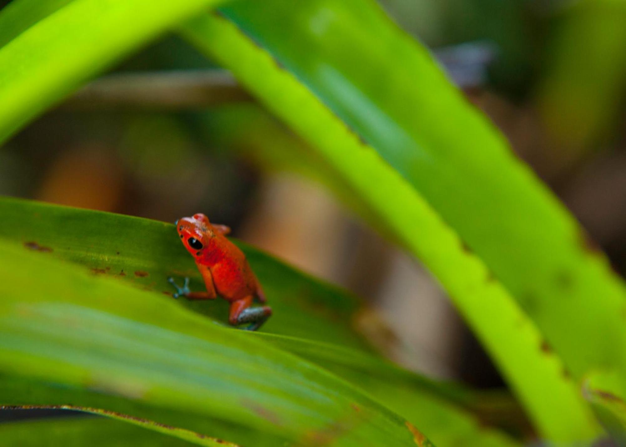 Gamboa Rainforest Reserve Exterior photo