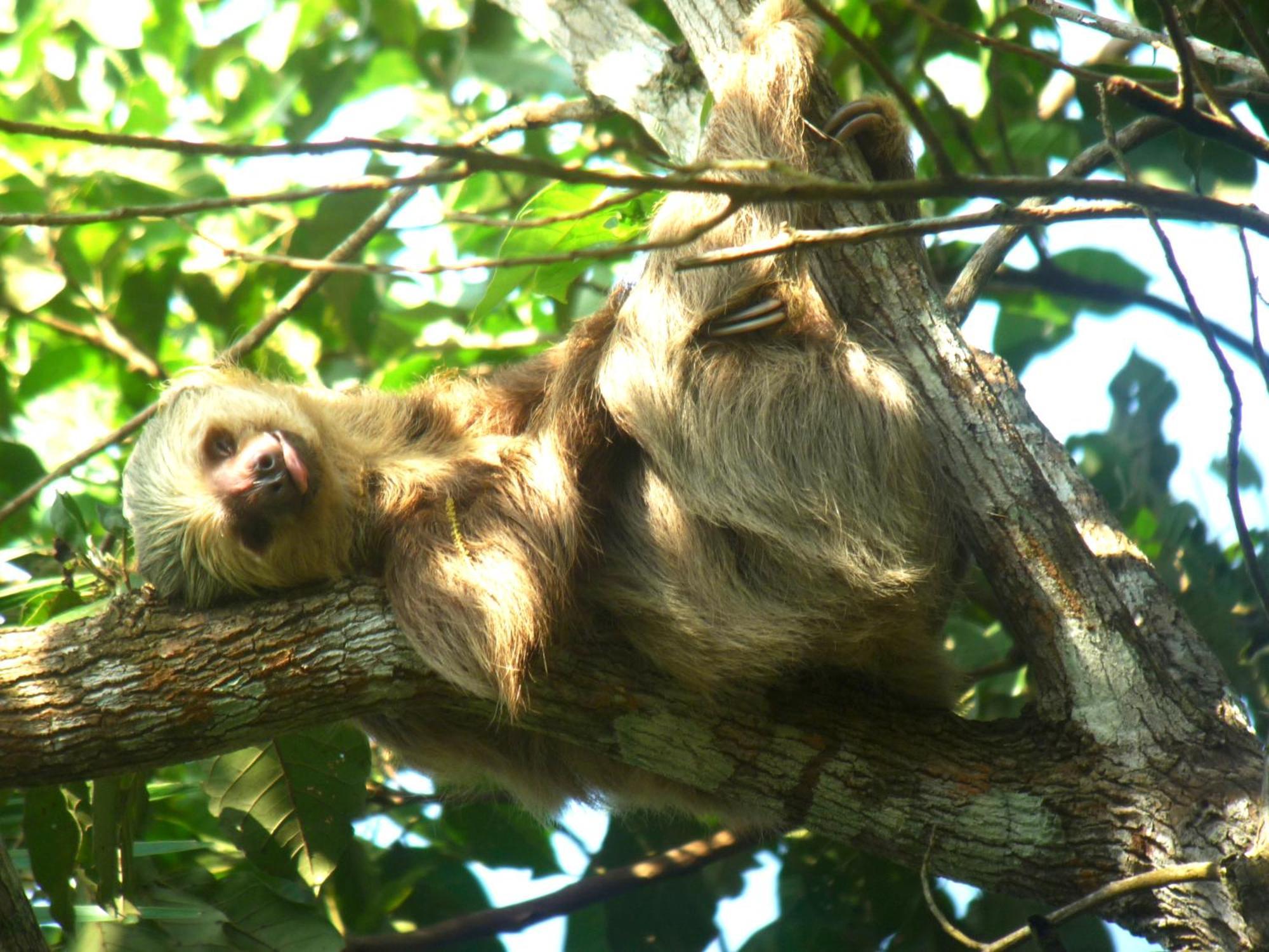 Gamboa Rainforest Reserve Exterior photo